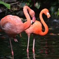 Flamingosi: Priroda im je podarila boju, ali i fascinantne osobine