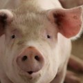 "Isp'o gizmo": Svinjče pobeglo iz prikolice i krenulo da tumara drumom, snimak je hit!