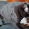 “Pomer’ se, SAD je moj red!” Mačak oterao gazdaricu sa trake i pokazao kako se to radi (video)