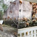 Armija majmuna izvela juriš na selo! Stotine njih se sjurilo niz planinu, turisti stajali preplašeni i u šoku gledali invaziju…