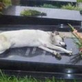 Sao Paulo doneo zakon po psu koji je 10 godina ostao pored groba vlasnika