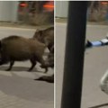 (Video) Kakav susret tehnike i prirode usred Varšave! Viralni robot Edvard Varhocki juri divlje svinje po parkingu u poljskoj…