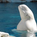 I beluga kitovi, kao slonovi i majmuni vole ogledala
