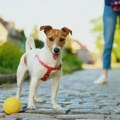 Najčešći razlozi zbog kojih pas prestaje da sluša vlasnika - ne radi to iz inata