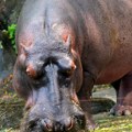 Ovaj se dobro oženio: Novopečena supruga spasila život mladoženji na medenom mesecu, par napao nilski konj, žena ga…