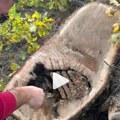 Zlatiborac krenuo da pripremi drva za zimu, pa otkrio pravo blago: Nije mogao ni da nasluti šta ga čeka! (VIDEO)