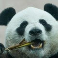Potpuno bela panda snimljena u Kini /video/