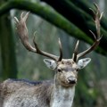 Inspekcija tvrdi da je jelen u borskom Zoološkom vrtu potpuno zdrav