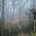 Panika među naučnicima u SAD Zaraza se širi među jelenima, pretvara ih u zombije: Mogla bi da pređe na ljude