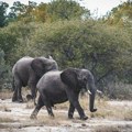 Najmanje 160 slonova uginulo zbog suše u Zimbabveu, mnogi i dalje u opasnosti