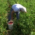 Rast cena voća i povrća smanjuje broj tegli zimnice u špajzu