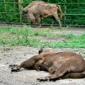 U bečkom zoološkom vrtu uginulo celo stado bizona zbog infekcije FOTO