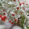 Januarsko proleće se završava u petak 10. januara!