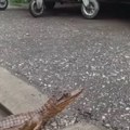 (Video) Nišlije prijavile da su videle krokodila u centru grada! Nastala opšta panika: Policija hitno reagovala, a onda je…