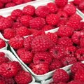 Francuska zadržala isporuku malina iz Srbije zbog prisustva kadmijuma