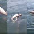 Potresne scene iz Grčke: ženka delfina tuguje za uginulim mladunčetom, naučnici uputili hitan apel javnosti (video)