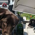 U Hrvatskoj Brankicu zavezali za grob: "Da li je ovo krah čovečanstva?"