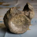 Najranije otkriće dinosaurusa na Antarktiku pronađeno u fioci