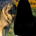 Šarplaninac umalo zaklao tinejdžerku (16) u Barajevu: Krvavi pir komšijskog psa, poddivljala zver u bekstvu!