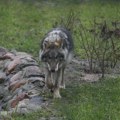 Vukovi napali osmogodišnju devojčicu u zoološkom parku u Nemačkoj: Dete teško povređeno, policija istražuje negovateljicu…