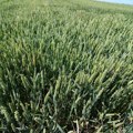 Sandić (Novi DSS): Prioritet pri otkupu pšenice dati područjima zahvaćenim nepogodama