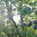 Voćari očajni, cena nikad nije bila niža Rod je slab, jedva će biti za rakiju