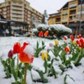 (FOTO)U Šapcu, Kosjeriću, na Zlatiboru i Tari pada sneg: Pogledajte fotografije „belog aprila“