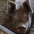 Dva bizarna napada svinje za manje od dva dana: Veterinar otkriva kada postaju agresivne i šta treba da radite kada se oprase