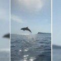 Spektakl na Jadranu: Hrvat plovio na Hvaru pa snimio delfine: Ekolozi upozoravaju na jednu stvar (video)
