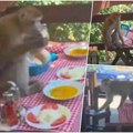 Majmunče upalo u crnogorski restoran: Degustacija jela odmah počela! Safari u sred Sutomora