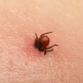 Potvrđen prvi slučaj alergije na crveno meso koja nastaje nakon uboda krpelja