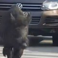 "Ozbiljan kapitalac": Divlji vepar kod Fojnice izazvao zastoj u saobraćaju (video)