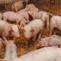 U Srbiji stradala 29.241 svinja zbog afričke kuge: Evo kako virus razara organizam životinje
