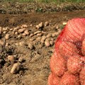Rodilo 40 tona po hektaru: Brković iz sela Teočin ne odustaju od proizvodnje krompira