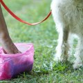 Vlasnici pasa će u ovom gradu čistiti i urin svog ljubimca, kazne za nesavesne do 1.500€