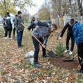 Gimnazijalci sade budućnost: U školskom dvorištu zasađeno šesnaest sadnica smreke