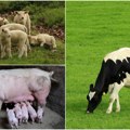 Stočni barometar od Šapca do Leskovca Koliko vredi kilogram žive vage?