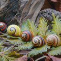 Nije lako biti najlepši na svetu: Evoluciona misterija pred izumiranjem