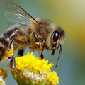 Naučnici otkrili novu vrstu pčele i nazvali je Lucifer: Kad vidite kako izgleda, sve će vam biti jasno!