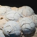 Pronađeni fosilni ostaci jaja krokodila koji su se penjali na drveće