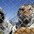 Tigar iskočio iz cirkuske arene: Istraga zbog incidenta u Rostovu, srećom nema povređenih