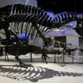 Rekord na aukciji: skelet tiranosaurusa reksa prodat za 50 miliona dolara