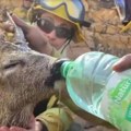 Slika koja je rasplakala svet: Vatrogasci u Grčkoj iz boce napojili preplašenog i žednog jelena