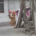(VIDEO) Kostim „romantičnog medveda“ pomogao u hvatanju trgovaca drogom