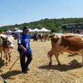 Krava iz Nesalca, šampionka izložbe goveda u Bujanovcu