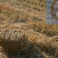 Poljoprvreda: Apel poljoprivrednicima- ne spaljujte strnište, zemljište se ne obnavlja tako lako
