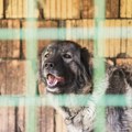 Šarplaninci usmrtili ženu na Fruškoj Gori, vlasnik pasa priveden