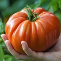 Paradajz težak 3 kilograma! Slavko iz Klenka ubrao "blizanca" koji je zaprepastio komšiluk čuva seme kao svetinju