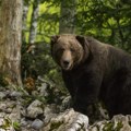 Horor u šumi: Medved ubio ženu dok je razgovarala sa sinom