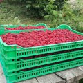 Francuzi zadržali isporuku malina iz Srbije zbog prisustva kadmijuma